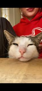 Lieve kater, Dieren en Toebehoren, Katten en Kittens | Overige Katten, Kater