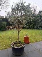 Olijfboom, Tuin en Terras, Bloeit niet, Overige soorten, 100 tot 250 cm, Ophalen