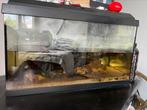 Juwel aquarium 61x31x37 57liter, Dieren en Toebehoren, Vissen | Aquaria en Toebehoren, Ophalen of Verzenden, Zo goed als nieuw