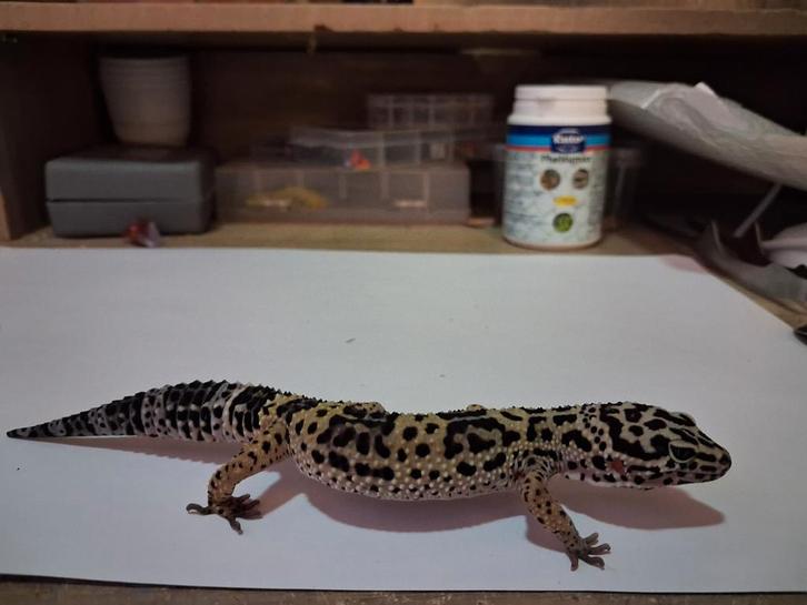 Luipaardgekko, Dieren en Toebehoren, Reptielen en Amfibieën, Hagedis, 0 tot 2 jaar