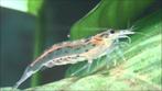 Filippijnse Waaierhandgarnaal - Atyoida pilipes - Koidreams, Dieren en Toebehoren, Vissen | Aquariumvissen, Vis