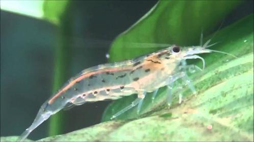 Filippijnse Waaierhandgarnaal - Atyoida pilipes - Koidreams, Dieren en Toebehoren, Vissen | Aquariumvissen, Vis