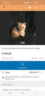 Britse korthaar: oplichters actief!, Poes