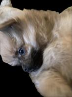 Jackrussel kruising teven, Dieren en Toebehoren, Rabiës (hondsdolheid), Jack Russell Terriër, 8 tot 15 weken, Teef