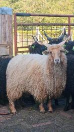 Racka dekbok. Racka dekram, Dieren en Toebehoren, Mannelijk, Schaap