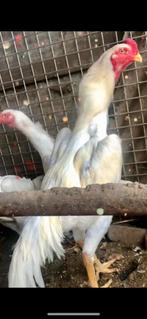 Witte Shamo, Dieren en Toebehoren, Pluimvee | Toebehoren, Ophalen of Verzenden, Nieuw, Broedmachine