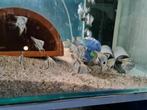 Blauwe maanvissen, Pterophyllum Scalare Blue, Vis, Zoetwatervis