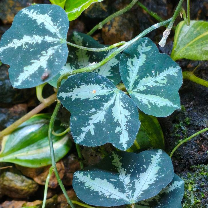 Paludarium planten uit eigen kwekerij, 400 terraria vol keus, Dieren en Toebehoren, Reptielen en Amfibieën, Amfibie, 0 tot 2 jaar