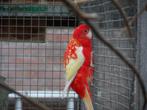 Twee rubino rosella,s, Dieren en Toebehoren, Vrouwelijk, Parkiet, Geringd