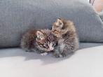 Super lieve kittens Noorse Boskat, Meerdere dieren, Gechipt, 0 tot 2 jaar