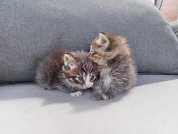 Super lieve kittens Noorse Boskat beschikbaar voor biedingen