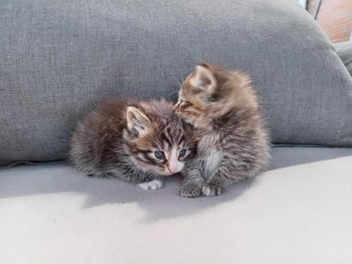 Super lieve kittens Noorse Boskat, Dieren en Toebehoren, Katten en Kittens | Raskatten | Langhaar, Meerdere dieren, 0 tot 2 jaar