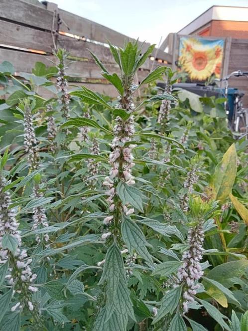 Leonurus cardiaca - Hartgespan zaden, Tuin en Terras, Bloembollen en Zaden, Zaad, Voorjaar, Volle zon, Ophalen of Verzenden