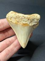 Megalodon haaientand 6,8 cm Indonesië, Verzamelen, Mineralen en Fossielen, Ophalen of Verzenden, Fossiel