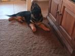 Duitse Herder Pup, Teefje, uit Keurfok, 8 tot 15 weken, Teef, Meerdere, Nederland