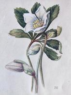 Hollandse School (XX) MK - Witte klaproos, Ophalen of Verzenden