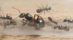 2 x Formica rufa gyne 10-15 host werksters voor 35, Dieren en Toebehoren, Insecten en Spinnen, Mieren
