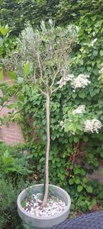 Olijfboom 3x met pot, Ophalen, Volle zon, Olijfboom, 100 tot 250 cm