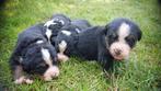 Prachtige Berner Sennen pups, Dieren en Toebehoren, Honden | Setters en Staande honden, Rabiës (hondsdolheid), 8 tot 15 weken