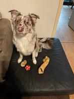 BORDERCOLLIE DEKREU TER BESCHIKKING!!