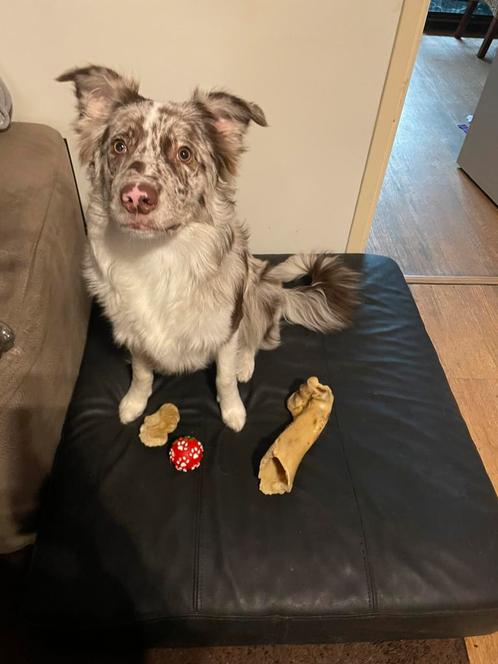 BORDERCOLLIE DEKREU TER BESCHIKKING!!, Diensten en Vakmensen, Dieren | Honden | Verzorging, Oppas en Les