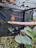 Damalijster koppel, Dieren en Toebehoren, Vogels | Overige Vogels, Meerdere dieren, Geringd
