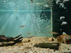 Zebra Danio, Brachydanio Rerio, Dieren en Toebehoren, Vis, Zoetwatervis