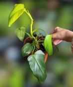 Philodendron golden violin, Huis en Inrichting, Kamerplanten, Ophalen of Verzenden, Overige soorten, Minder dan 100 cm