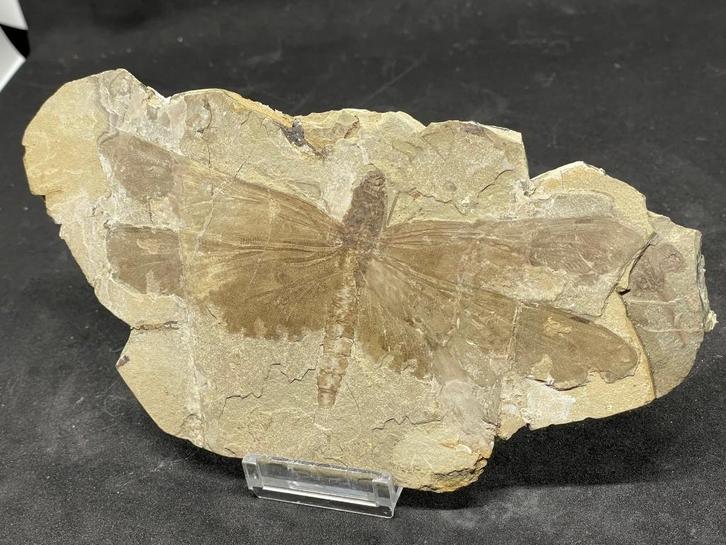 fossiel libelle (circa 130 miljoen jaar oud), Verzamelen, Mineralen en Fossielen, Fossiel, Ophalen