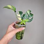 Rhaphidophora Tetrasperma Albo Variegata 1, Overige soorten, Minder dan 100 cm, Groene kamerplant, Halfschaduw