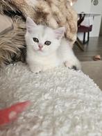 Silver shaded britse kittens zoeken gouden mandje, Dieren en Toebehoren, Katten en Kittens | Raskatten | Langhaar, Meerdere dieren