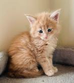 5 Maine Coon kittens, Meerdere dieren, Gechipt, 0 tot 2 jaar