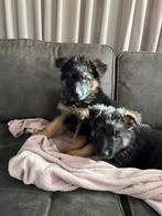 Langharige Oud duitse herder pups, Dieren en Toebehoren, Rabiës (hondsdolheid), 8 tot 15 weken, Meerdere, Meerdere dieren