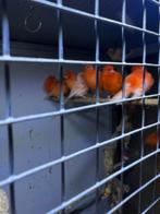 Rode kanaries en wit met rood, Dieren en Toebehoren, Vogels | Kanaries, Meerdere dieren, Kleurkanarie