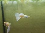 Albino platinum guppen, Vis, Zoetwatervis