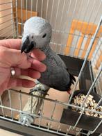 Jonge handtamme grijze roodstaart papegaai, Dieren en Toebehoren, Vrouwelijk, Papegaai, Geringd