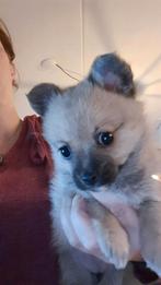 2 leuke teefjes kruising chihuahua en keeshond, Dieren en Toebehoren, Honden | Chihuahua's en Gezelschapshonden, 8 tot 15 weken