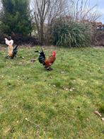 Tamme sabelpoot haan, Dieren en Toebehoren, Pluimvee, Mannelijk, Kip