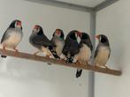Zebravinken - Taeniopygia castanotis, Meerdere dieren, Tropenvogel