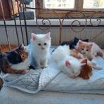 Noorse Maine Coon kittens, Dieren en Toebehoren