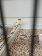 6  kloosters. Mannen, Dieren en Toebehoren, Vogels | Kanaries, Mannelijk