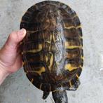 Prachtige schildpadden voor in de vijver, Dieren en Toebehoren, Reptielen en Amfibieën, Schildpad