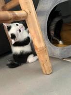 Super lieve kittens, groeien op in gezin !, Dieren en Toebehoren, Katten en Kittens | Overige Katten, Meerdere dieren, Kortharig