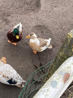 Te koop koppeltje mooie kwakertjes, Meerdere dieren, Eend