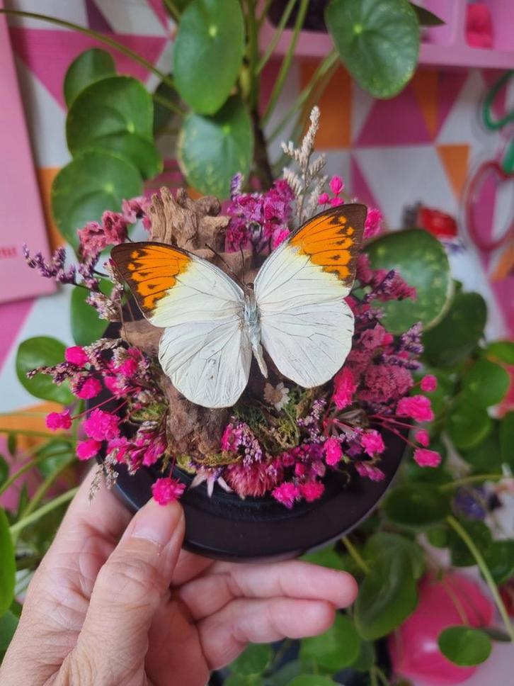 Opgezette Vlinder in Glazen Stolp - Handgemaakt, Antiek en Kunst, Antiek | Woonaccessoires, Ophalen of Verzenden