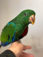 LORRE & CO - Edel papegaai tam, Dieren en Toebehoren, Vogels | Parkieten en Papegaaien, Mannelijk, Papegaai, Geringd