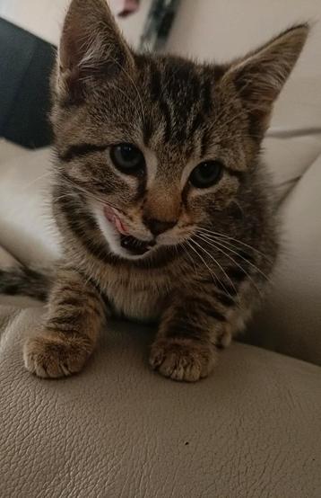 Mooie Kater en poesje te koop  beschikbaar voor biedingen