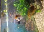 Maanvissen groot, Dieren en Toebehoren, Vissen | Aquariumvissen, Vis