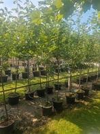 fruitbomen halfstam, Tuin en Terras, Planten | Bomen, Lente, 100 tot 250 cm, Volle zon, In pot