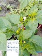 Peruaanse Arancio Peperplant, Ophalen, Vijgenboom